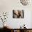 African Elephant (Loxodonta Africana), Etosha National Park, Namibia, Africa-Sergio Pitamitz-Photographic Print displayed on a wall