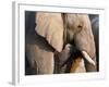 African Elephant (Loxodonta Africana), Etosha National Park, Namibia, Africa-Sergio Pitamitz-Framed Photographic Print