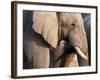 African Elephant (Loxodonta Africana), Etosha National Park, Namibia, Africa-Sergio Pitamitz-Framed Photographic Print