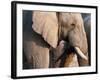 African Elephant (Loxodonta Africana), Etosha National Park, Namibia, Africa-Sergio Pitamitz-Framed Photographic Print