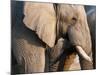 African Elephant (Loxodonta Africana), Etosha National Park, Namibia, Africa-Sergio Pitamitz-Mounted Photographic Print