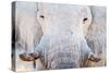 African Elephant (Loxodonta Africana), Etosha National Park, Namibia-null-Stretched Canvas