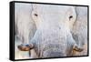 African Elephant (Loxodonta Africana), Etosha National Park, Namibia-null-Framed Stretched Canvas