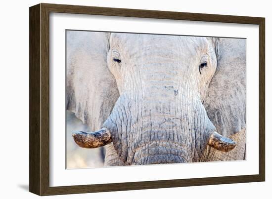 African Elephant (Loxodonta Africana), Etosha National Park, Namibia-null-Framed Premium Photographic Print