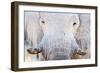 African Elephant (Loxodonta Africana), Etosha National Park, Namibia-null-Framed Premium Photographic Print