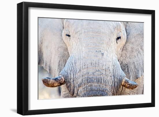 African Elephant (Loxodonta Africana), Etosha National Park, Namibia-null-Framed Premium Photographic Print
