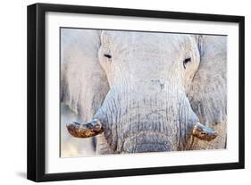 African Elephant (Loxodonta Africana), Etosha National Park, Namibia-null-Framed Premium Photographic Print