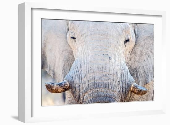 African Elephant (Loxodonta Africana), Etosha National Park, Namibia-null-Framed Premium Photographic Print