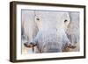 African Elephant (Loxodonta Africana), Etosha National Park, Namibia-null-Framed Photographic Print