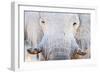 African Elephant (Loxodonta Africana), Etosha National Park, Namibia-null-Framed Photographic Print