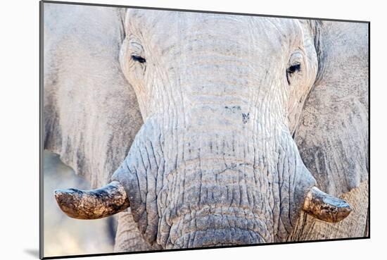 African Elephant (Loxodonta Africana), Etosha National Park, Namibia-null-Mounted Photographic Print