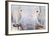 African Elephant (Loxodonta Africana), Etosha National Park, Namibia-null-Framed Photographic Print