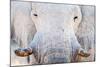 African Elephant (Loxodonta Africana), Etosha National Park, Namibia-null-Mounted Photographic Print