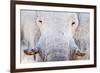 African Elephant (Loxodonta Africana), Etosha National Park, Namibia-null-Framed Photographic Print