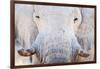 African Elephant (Loxodonta Africana), Etosha National Park, Namibia-null-Framed Photographic Print