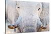 African Elephant (Loxodonta Africana), Etosha National Park, Namibia-null-Stretched Canvas