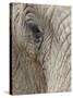 African Elephant (Loxodonta Africana) Eye, Imfolozi Game Reserve, South Africa, Africa-James Hager-Stretched Canvas
