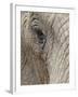 African Elephant (Loxodonta Africana) Eye, Imfolozi Game Reserve, South Africa, Africa-James Hager-Framed Photographic Print