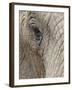 African Elephant (Loxodonta Africana) Eye, Imfolozi Game Reserve, South Africa, Africa-James Hager-Framed Photographic Print