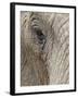 African Elephant (Loxodonta Africana) Eye, Imfolozi Game Reserve, South Africa, Africa-James Hager-Framed Photographic Print