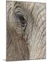 African Elephant (Loxodonta Africana) Eye, Imfolozi Game Reserve, South Africa, Africa-James Hager-Mounted Photographic Print