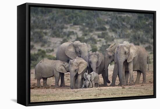 African Elephant (Loxodonta Africana) Family, Addo Elephant National Park, South Africa, Africa-James Hager-Framed Stretched Canvas