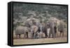 African Elephant (Loxodonta Africana) Family, Addo Elephant National Park, South Africa, Africa-James Hager-Framed Stretched Canvas