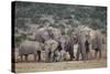 African Elephant (Loxodonta Africana) Family, Addo Elephant National Park, South Africa, Africa-James Hager-Stretched Canvas