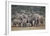 African Elephant (Loxodonta Africana) Family, Addo Elephant National Park, South Africa, Africa-James Hager-Framed Photographic Print