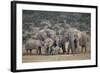 African Elephant (Loxodonta Africana) Family, Addo Elephant National Park, South Africa, Africa-James Hager-Framed Photographic Print