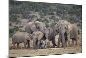 African Elephant (Loxodonta Africana) Family, Addo Elephant National Park, South Africa, Africa-James Hager-Mounted Photographic Print