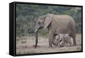 African Elephant (Loxodonta Africana) Family, Addo Elephant National Park, South Africa, Africa-James Hager-Framed Stretched Canvas