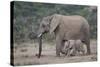 African Elephant (Loxodonta Africana) Family, Addo Elephant National Park, South Africa, Africa-James Hager-Stretched Canvas