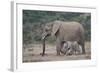 African Elephant (Loxodonta Africana) Family, Addo Elephant National Park, South Africa, Africa-James Hager-Framed Photographic Print