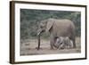 African Elephant (Loxodonta Africana) Family, Addo Elephant National Park, South Africa, Africa-James Hager-Framed Photographic Print