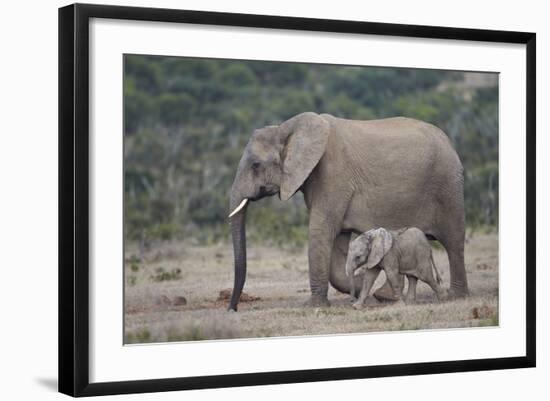 African Elephant (Loxodonta Africana) Family, Addo Elephant National Park, South Africa, Africa-James Hager-Framed Photographic Print