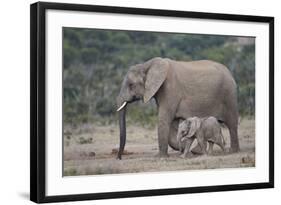 African Elephant (Loxodonta Africana) Family, Addo Elephant National Park, South Africa, Africa-James Hager-Framed Photographic Print