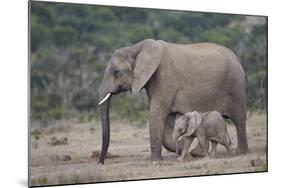 African Elephant (Loxodonta Africana) Family, Addo Elephant National Park, South Africa, Africa-James Hager-Mounted Photographic Print