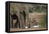 African Elephant (Loxodonta Africana) Family, Addo Elephant National Park, South Africa, Africa-James Hager-Framed Stretched Canvas