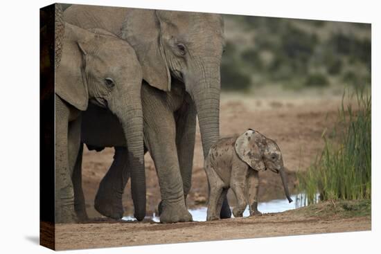 African Elephant (Loxodonta Africana) Family, Addo Elephant National Park, South Africa, Africa-James Hager-Stretched Canvas