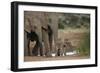 African Elephant (Loxodonta Africana) Family, Addo Elephant National Park, South Africa, Africa-James Hager-Framed Photographic Print