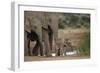 African Elephant (Loxodonta Africana) Family, Addo Elephant National Park, South Africa, Africa-James Hager-Framed Photographic Print