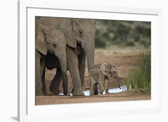 African Elephant (Loxodonta Africana) Family, Addo Elephant National Park, South Africa, Africa-James Hager-Framed Photographic Print
