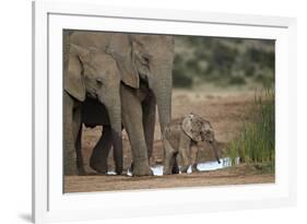 African Elephant (Loxodonta Africana) Family, Addo Elephant National Park, South Africa, Africa-James Hager-Framed Photographic Print