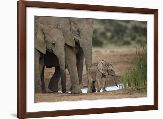 African Elephant (Loxodonta Africana) Family, Addo Elephant National Park, South Africa, Africa-James Hager-Framed Photographic Print