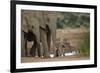 African Elephant (Loxodonta Africana) Family, Addo Elephant National Park, South Africa, Africa-James Hager-Framed Photographic Print