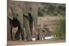 African Elephant (Loxodonta Africana) Family, Addo Elephant National Park, South Africa, Africa-James Hager-Mounted Photographic Print