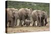 African Elephant (Loxodonta Africana) Family, Addo Elephant National Park, South Africa, Africa-James Hager-Stretched Canvas