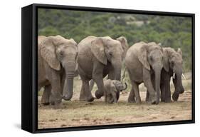 African Elephant (Loxodonta Africana) Family, Addo Elephant National Park, South Africa, Africa-James Hager-Framed Stretched Canvas