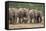 African Elephant (Loxodonta Africana) Family, Addo Elephant National Park, South Africa, Africa-James Hager-Framed Stretched Canvas